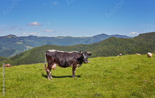 Alpine cow. Cows are often kept on farms and in villages. This is useful animals.