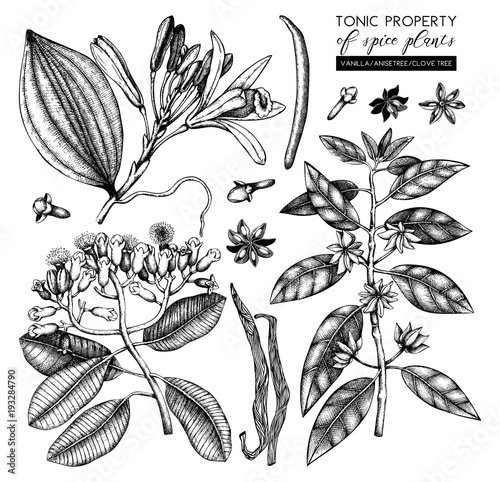 Vector collection of tonic and spicy plants - nutmeg, star anise, clove tree. Hand drawn spices illustrations set. Vintage aromatic elements. Sketched flowers, leaves, seeds, fruits.