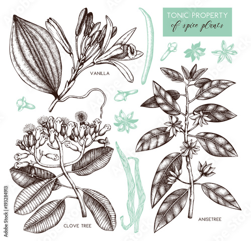 Vector collection of tonic and spicy plants - nutmeg, star anise, clove tree. Hand drawn spices illustrations set. Vintage aromatic elements. Sketched flowers, leaves, seeds, fruits.
