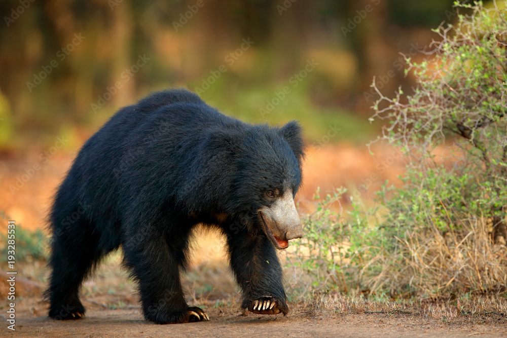 Sloth bear, Melursus ursinus, Ranthambore National Park, India. Wild Sloth bear nature habitat, wildlife photo. Dangerous black animal in India. Wildlife Asia. bute Animal on the road Asia forest.