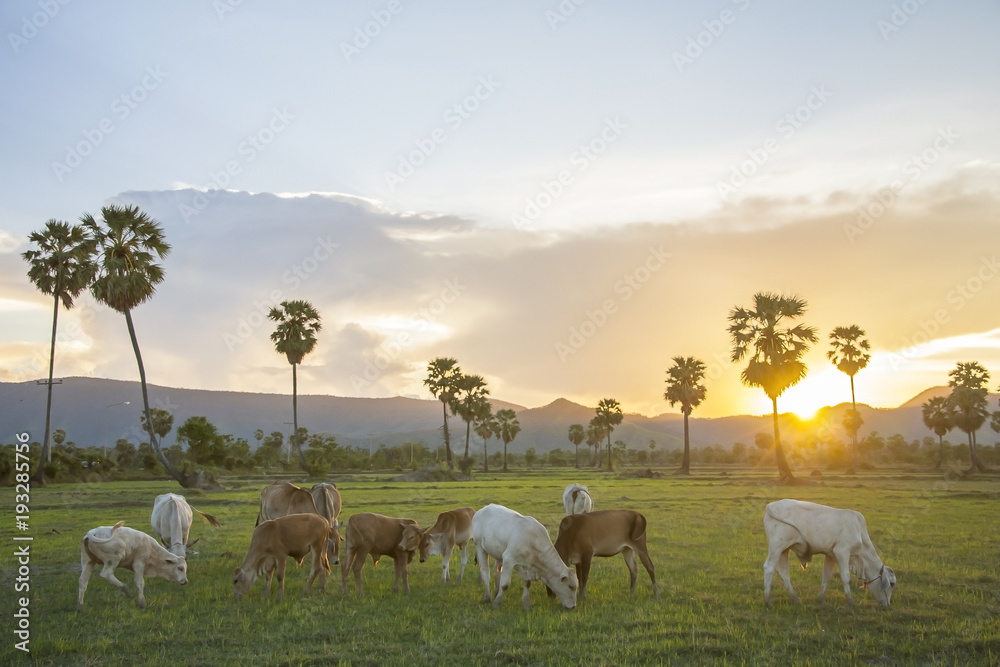 Obraz premium cow in sugar palm field