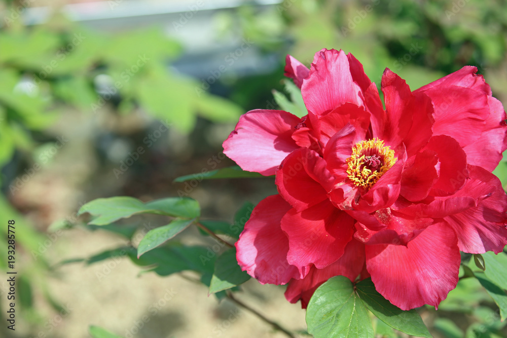 Fototapeta premium 牡丹の花