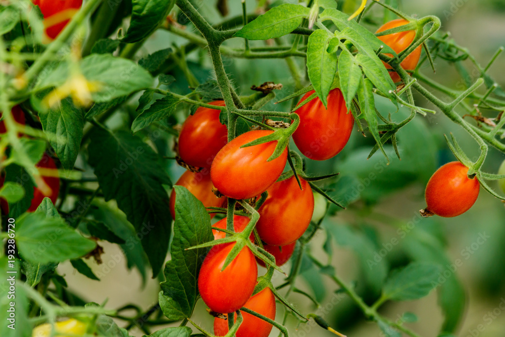 Fresh cherry tomato on a branch in the garden.