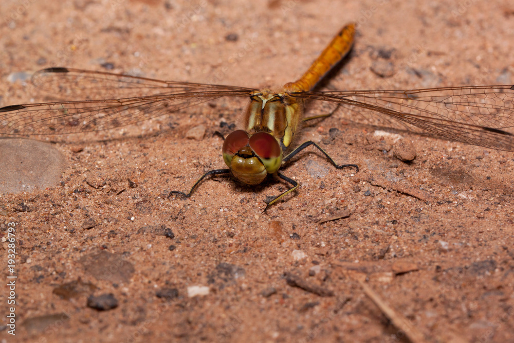 Beautiful dragonfly with transparent wings is sitting on a sand. Animals in wildlife. Beautiful dragonfly with transparent wings is sitting on a sand. Animals in wildlife.