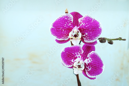 Fototapeta Naklejka Na Ścianę i Meble -  pink flowers orchid