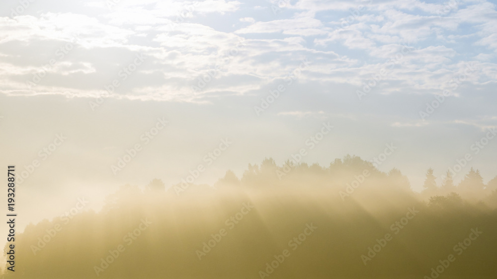 Forest silhouette peeking through heavy fog. The sun rays are visible in the background of a misty forest. Forest silhouette peeking through heavy fog. The sun rays are visible in the background of a misty forest.