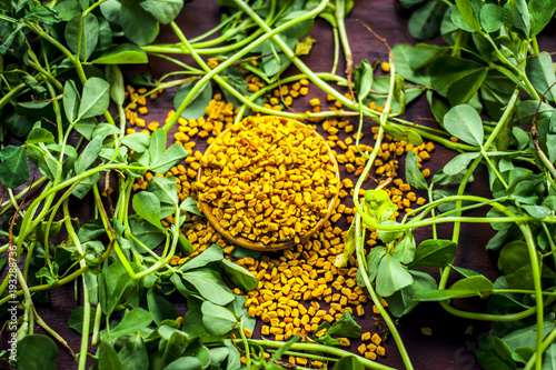 Close up of fresh raw fenugreek with its seed on a brown wooden surface in  dark Gothic colors.It is beneficial for hair,skin and physical health. photo