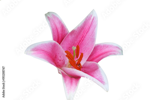 Beautiful single pink lilly flower isolated on white background 