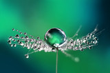 Beautiful water drops on a dandelion seed macro in nature. Beautiful blurred green and blue background. Dew drops on dandelion with free space. Bright colorful dreamy artistic image.