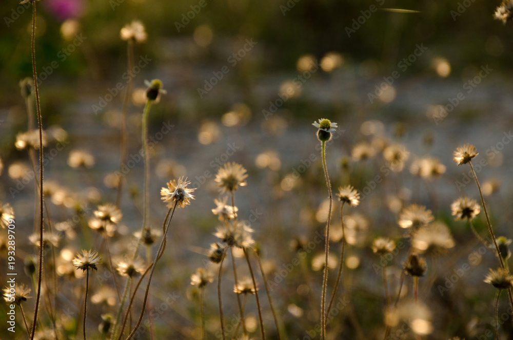 Direct sunrise and field of daisy flowers with nature blur background