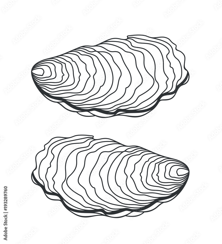 Oyster set. Isolated oyster on white background Oyster set. Isolated oyster on white background
