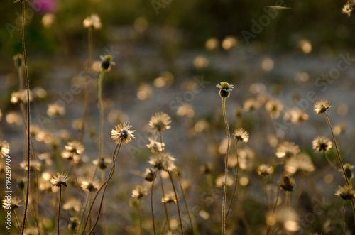 Direct sunrise and field of daisy flowers with nature blur background © konjaunt