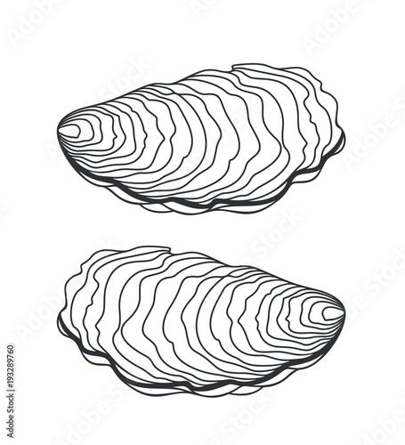 Oyster set. Isolated oyster  on white background