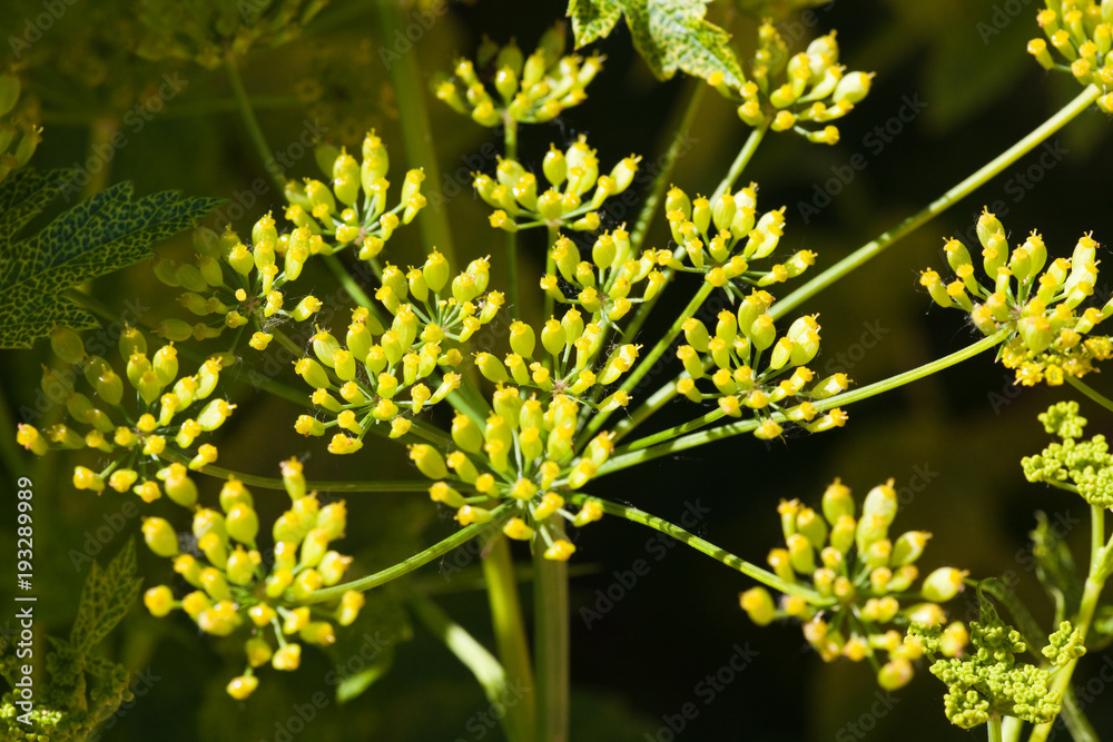 Dill (Anethum graveolens) Dill (Anethum graveolens)