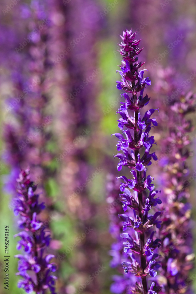 Sage, (Salvia nemorosa) Sage, (Salvia nemorosa)