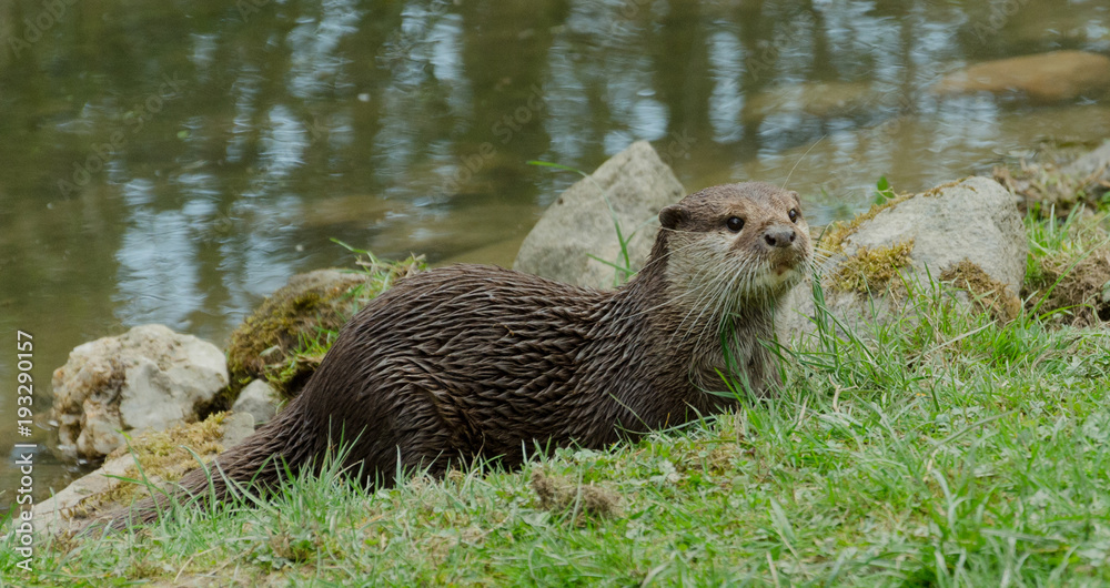 Otter im Tierpark Otter im Tierpark