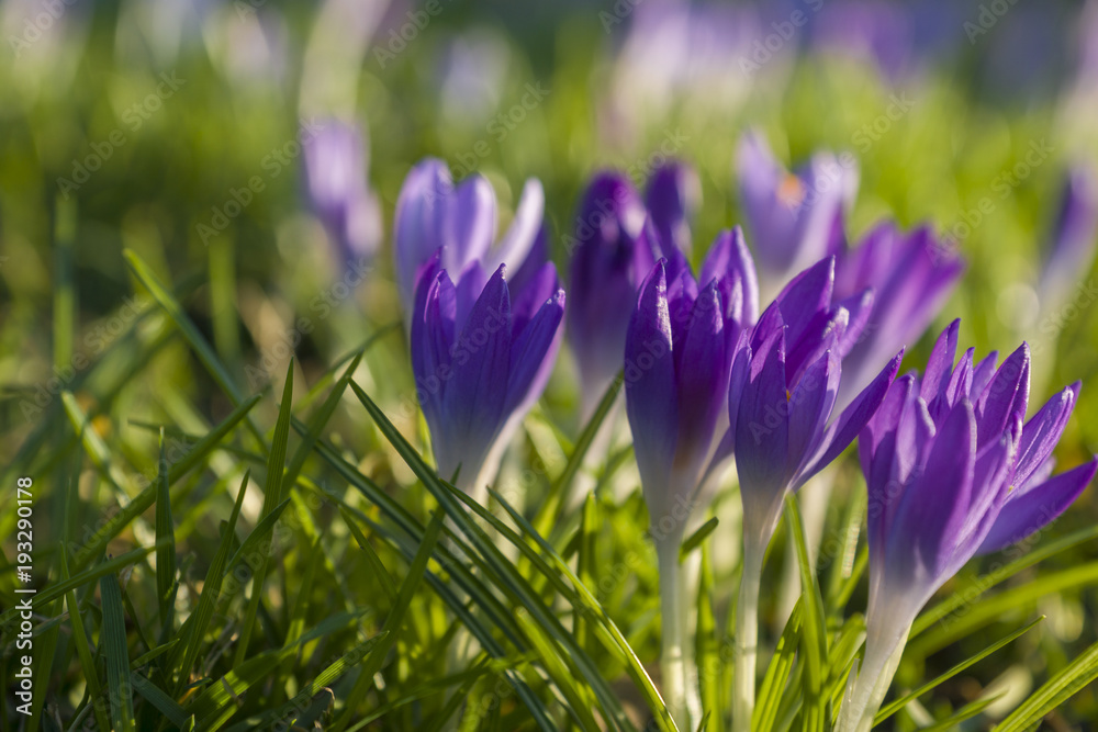 Frühlingsbeginn Krokus im Sonnenlicht 