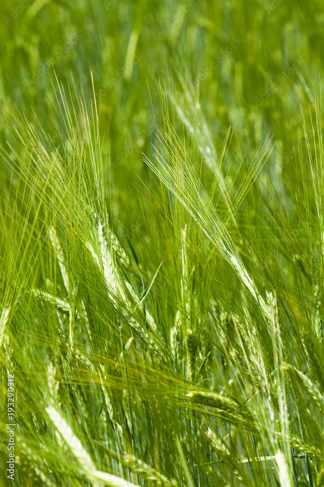Barley plant, (Hordeum) Barley plant, (Hordeum)
