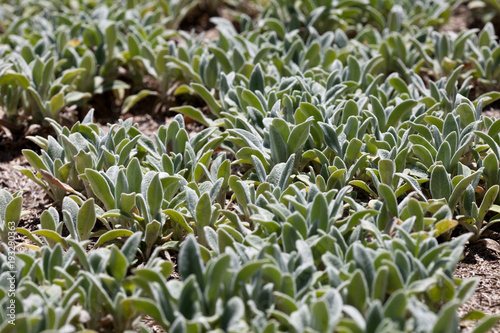 Stachys, Silver Carpet, (Stachys byzantina) photo