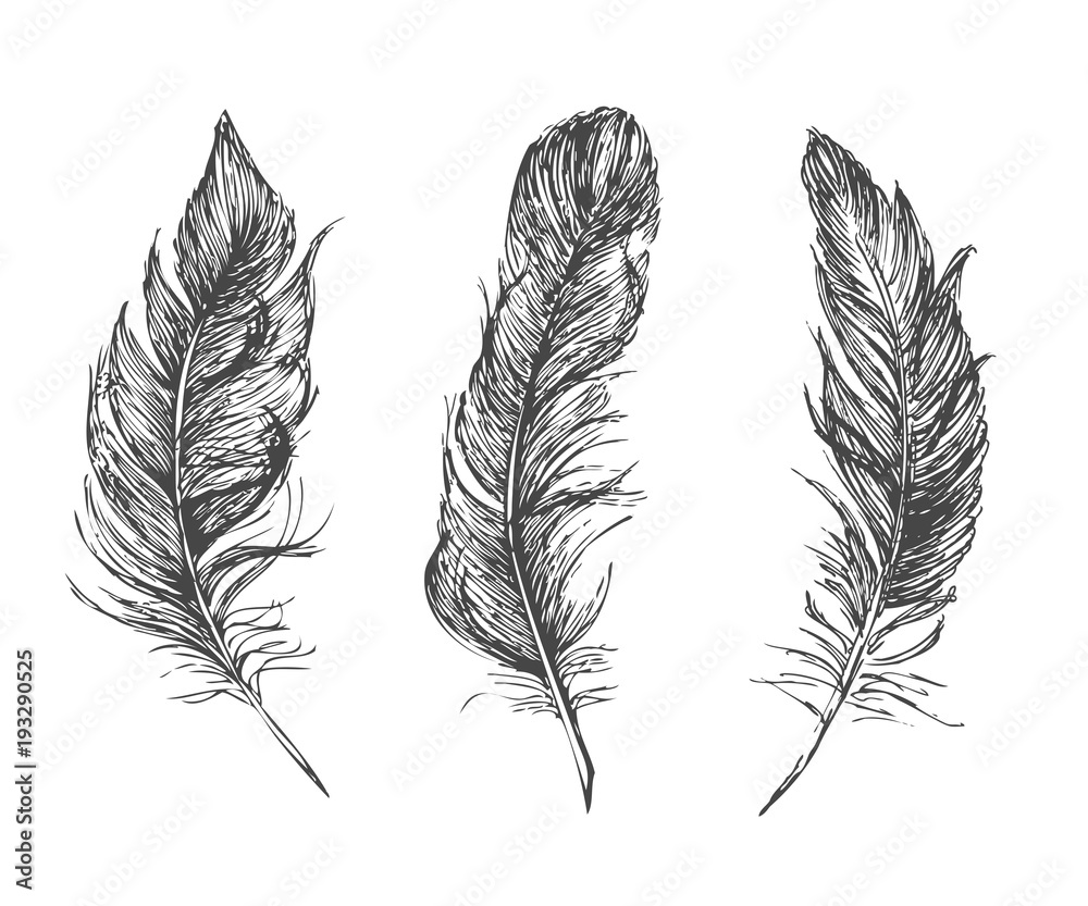 Obraz premium Feather Pattern hand drawn