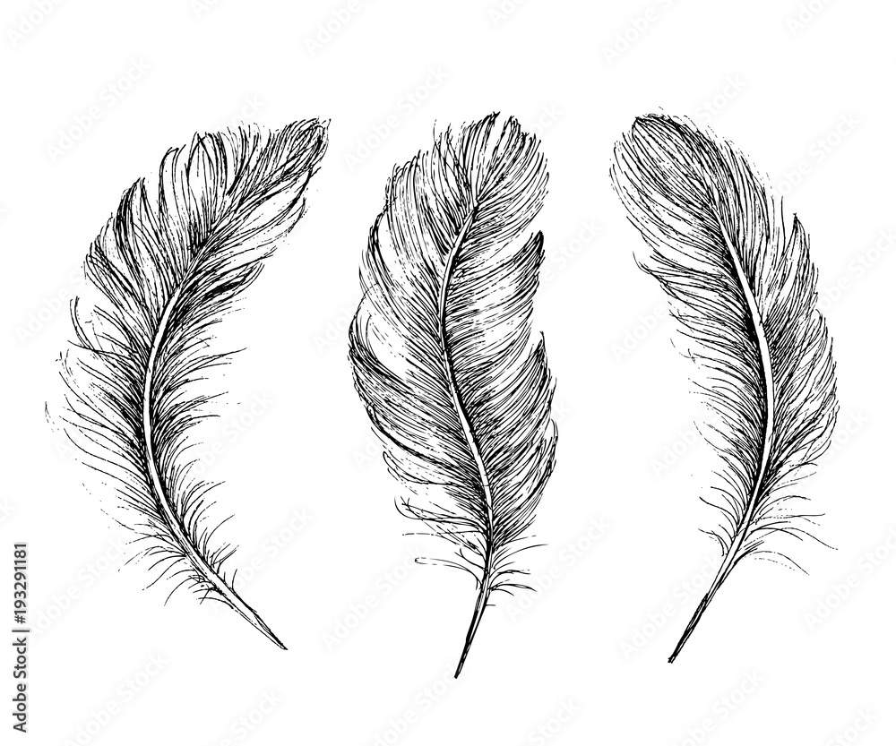 Obraz premium Feather Pattern hand drawn