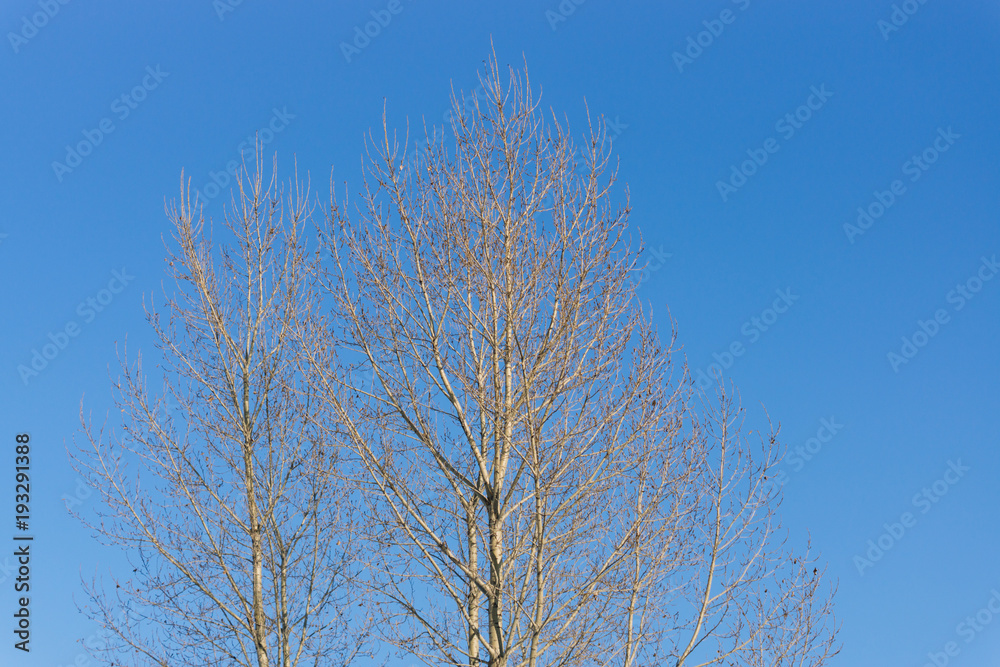 Tree without leaves on blue sky background Tree without leaves on blue sky background