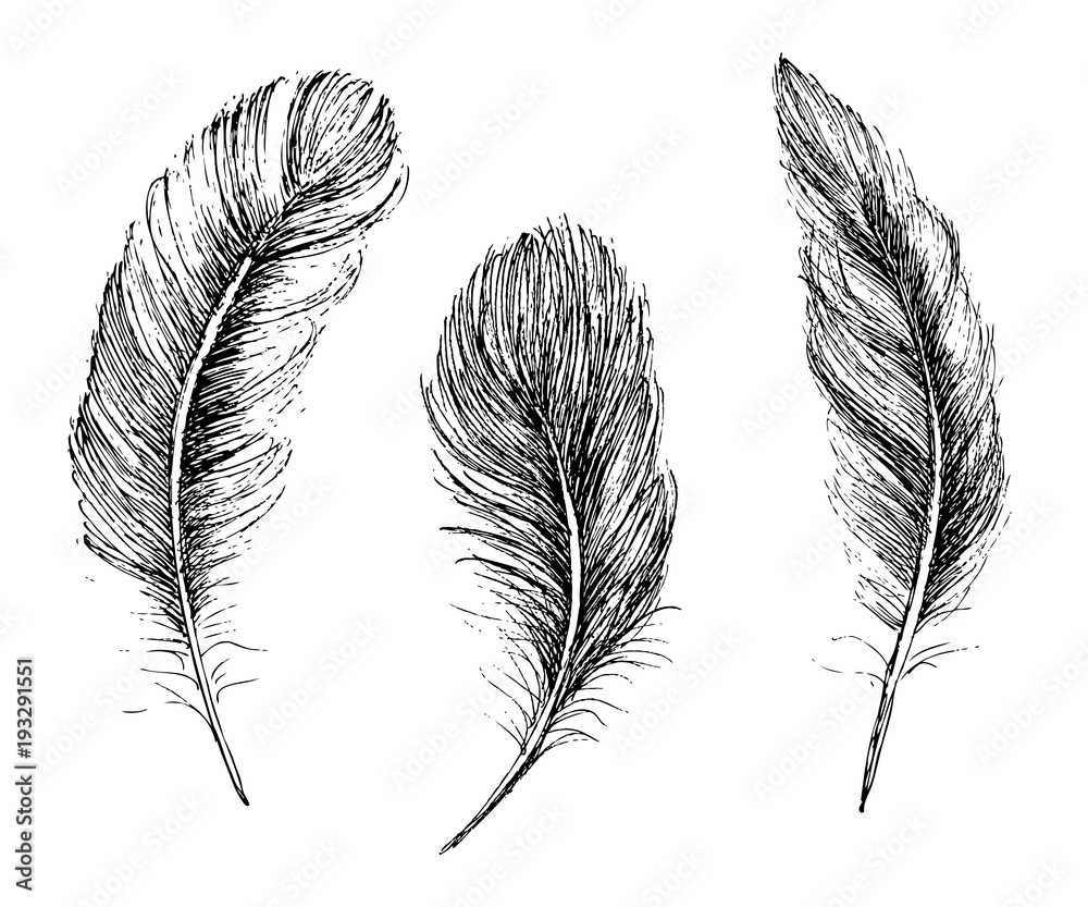 Obraz premium Feather Pattern hand drawn