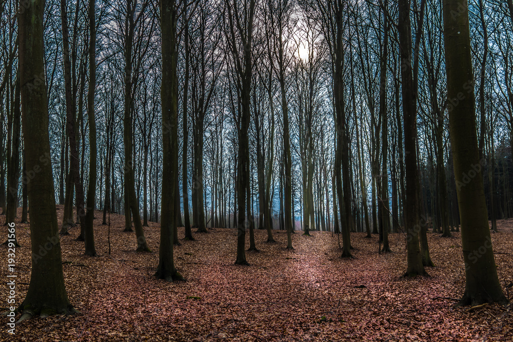 Obraz premium A winter day in the beech forest