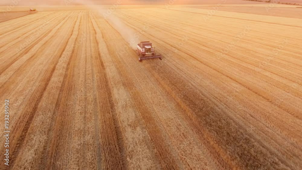 A bird`s eye view of a combine harvester gathering wheat on a well-groomed field in summer. The drone is flying away from a combine harvester. A bird`s eye view of a combine harvester gathering wheat on a well-groomed field in summer. The drone is flying away from a combine harvester.