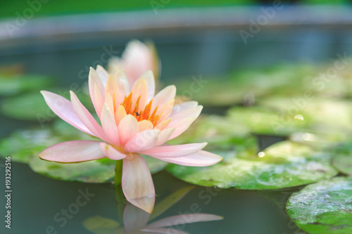 A beautiful pink waterlily with green leaf in a pond.
