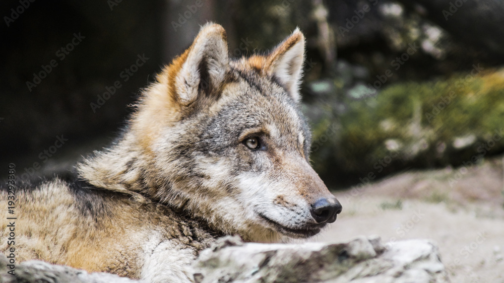 Grauer Wolf Grauer Wolf