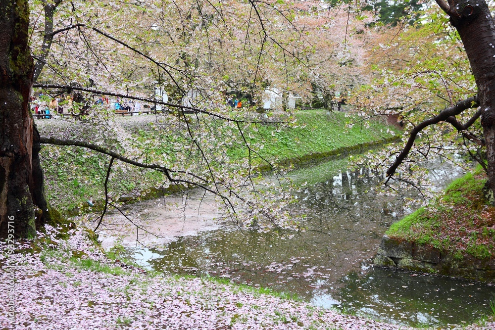 Fototapeta premium Sakura in Japan
