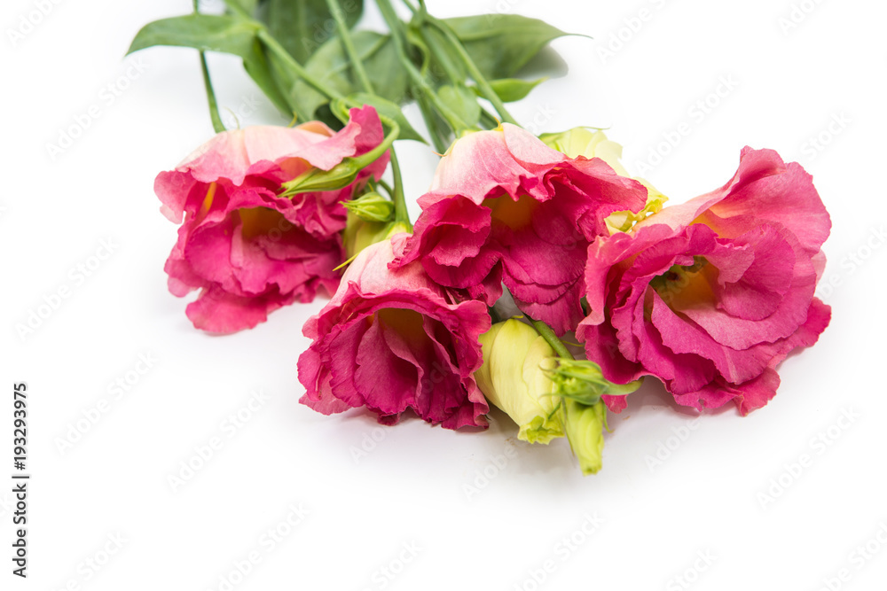 flowers isolated on white background flowers isolated on white background