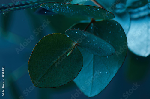 close up view of eucalyptus plant with green leaves in water