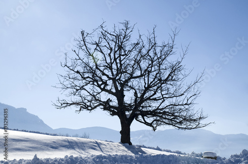 Lonely tree in winter day