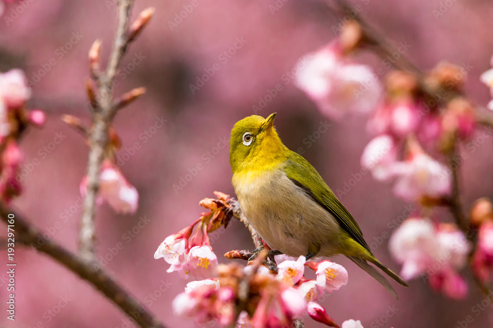 The Japanese White-eye.The background is cherry blossoms(Japanese name is Kanzakura). Located in Tokyo Prefecture Japan. The Japanese White-eye.The background is cherry blossoms(Japanese name is Kanzakura). Located in Tokyo Prefecture Japan.