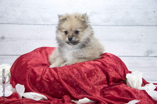 Pomeranian with flowers and red blanket 