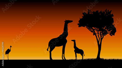 girafes le soir