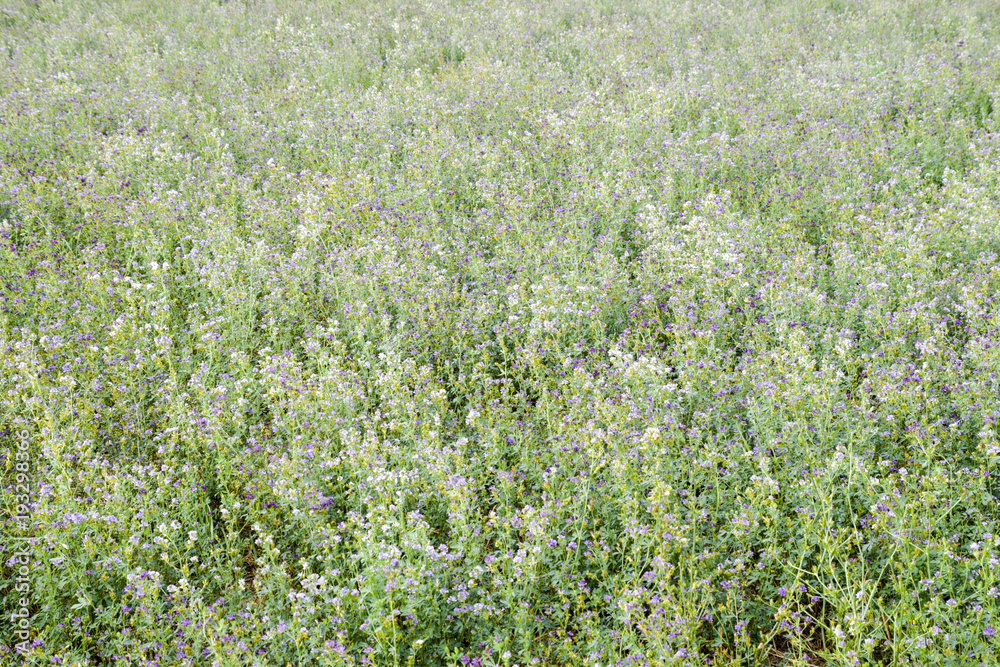 Fototapeta premium Field of alfalfa. Haymaking from alfalfa. Flowering field in spring