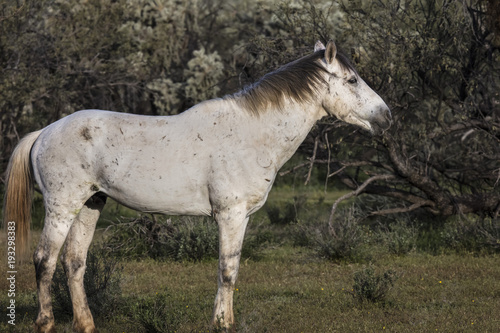 Wild Horses Lower Salt River Tonto National Forest Mesa Arizona