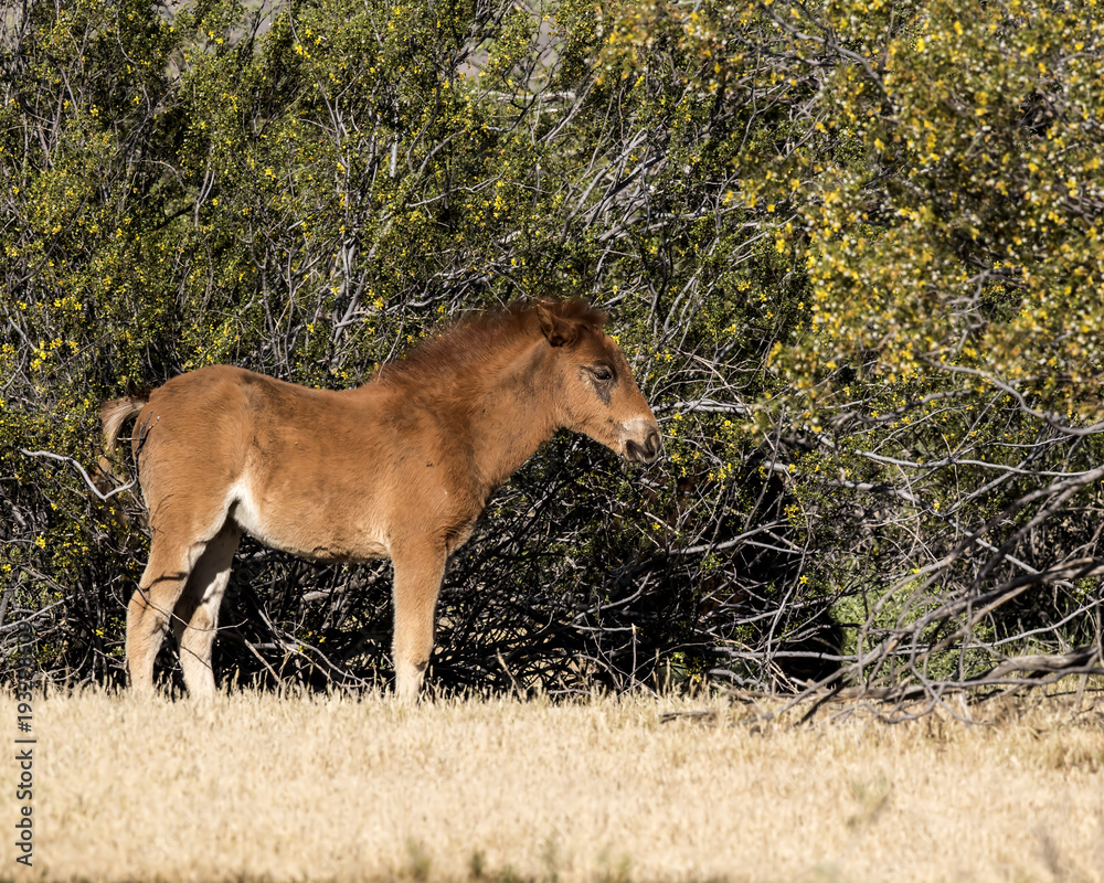 Wild Horses Lower Salt River Tonto National Forest Mesa Arizona Wild Horses Lower Salt River Tonto National Forest Mesa Arizona