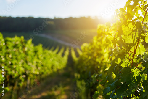 Rows of grapevine on a sunny day in a vineyard