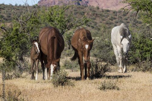 Wild Horses Lower  Salt River Tonto National Forest Mesa Arizona © Carol