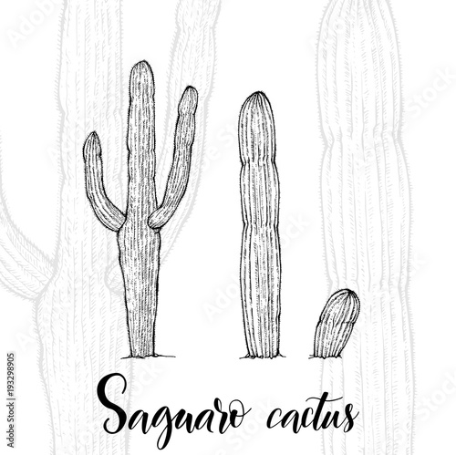 Hand drawn saguaro cactus