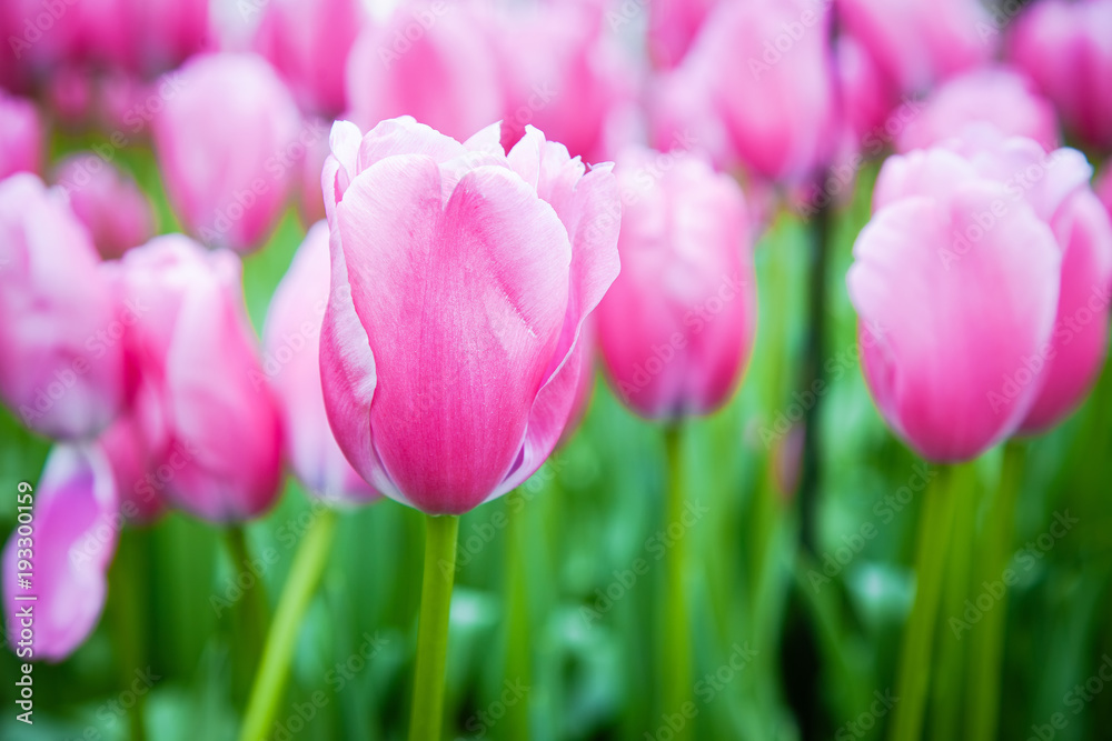 Joyful spring of tulips
