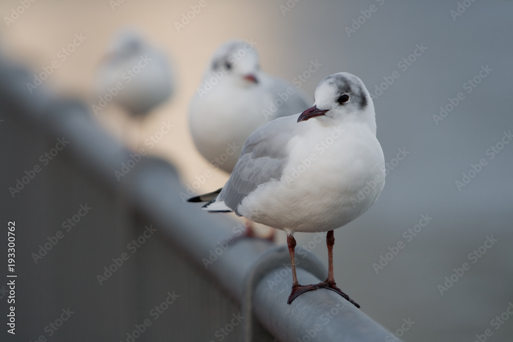 Obraz premium Lachmöwen auf einem Metallzaun