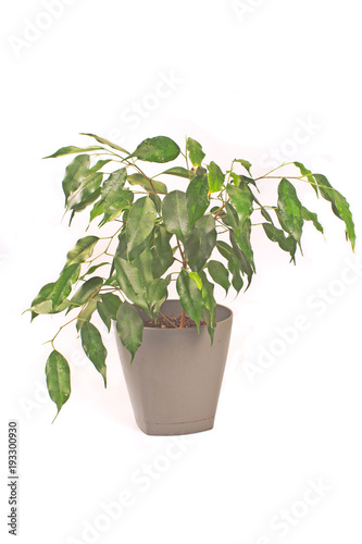 Ficus benjamin plant isolated on white