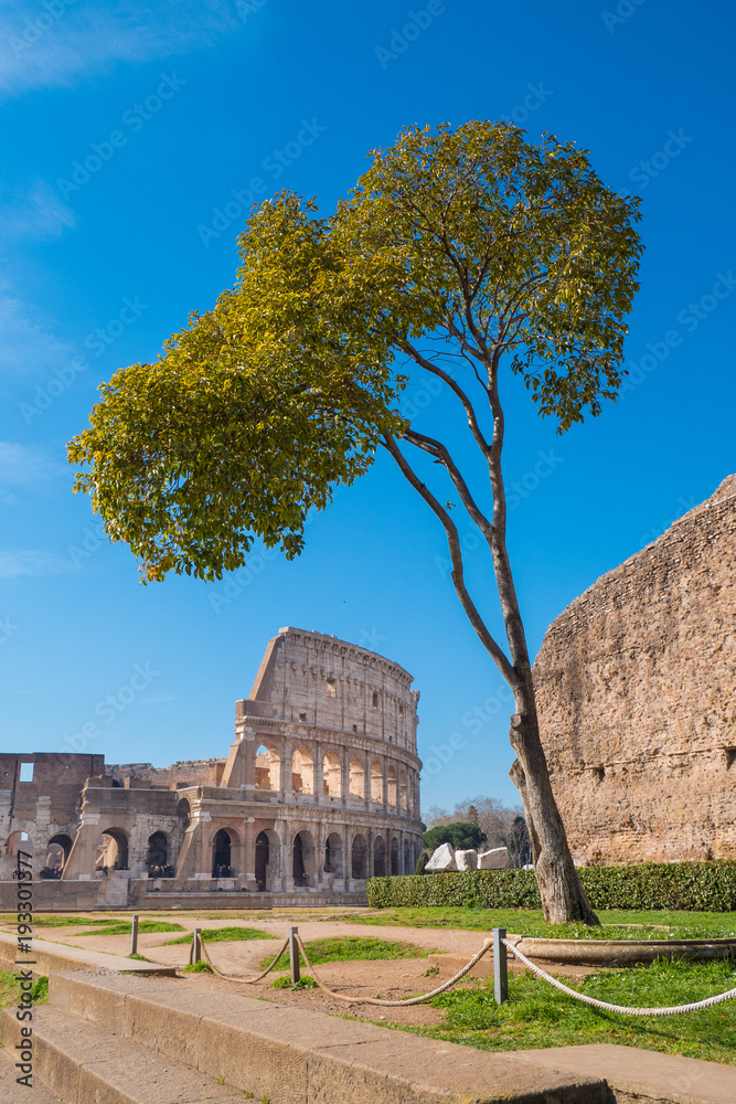 Fototapeta premium Colosseum as seen from the Palatine Hill in Rome, Italy