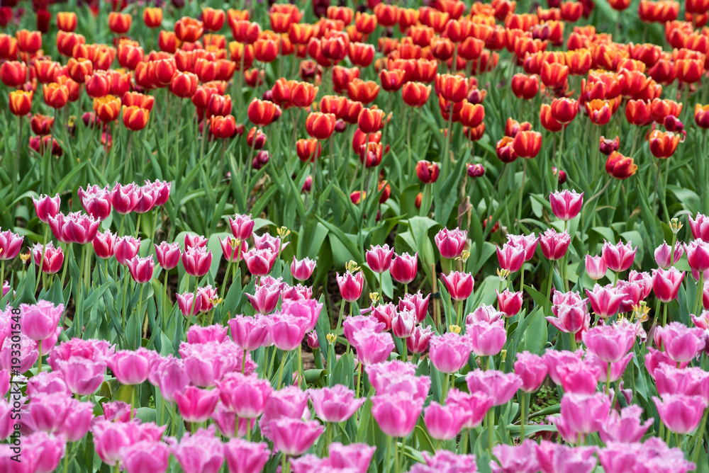 Tulips background