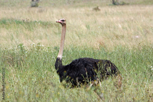 Ostrich at savannah